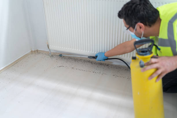 Best Wasp Removal Services  in Avila Beach, CA